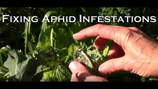 How to Stop an Aphid Infestation in 3 Steps [upl. by Nal893]