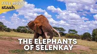 The Elephants of Selenkay  Animals Documentary  Full Movie  Amboseli Ecosystem [upl. by Rotman962]