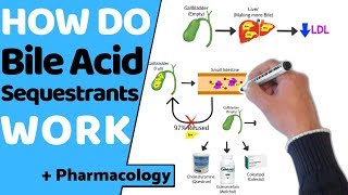 How do Bile Acid Sequestrants Work  Pharmacology [upl. by Catton]