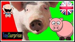 Animales en ingles para niñosanimales dela granja en ingles para niños Sonidos y pronunciación [upl. by Dloniger]