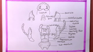 Can You Really Draw A Cockroach Mouth Diagram In 4 Minutes [upl. by Vel]