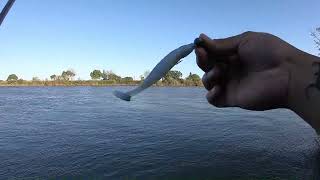 Fishing for striper at Sacramento River 2023 [upl. by Cyndy]