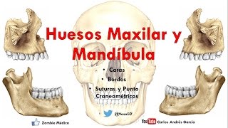 Anatomía  Huesos Maxilar y Mandibula Caras Bordes Inserciones Musculares [upl. by Ecnerual]