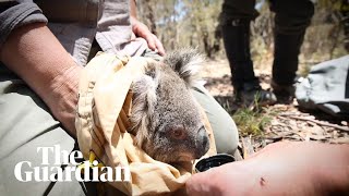 Koalas living in the path of a massive bushfires are taken to safety [upl. by Swane]