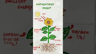 Photosynthesis model for science project science [upl. by Campball]