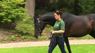 Malinas a top stallion standing at Yorton Farm Stud  UK 2015 [upl. by Dnilazor719]