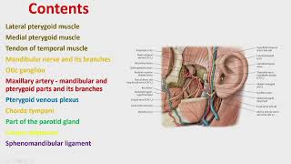 22a Infratemporal fossa  MUDr Omid Moztarzadeh PhD [upl. by Orin]