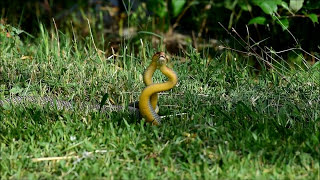 YILAN ÇİFTLEŞMESİ  SNAKE COPULATION [upl. by Siseneg]