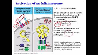 Lecture 6 PRRs NLRP3 Inflammasome and Cytokines [upl. by Hgielrac]