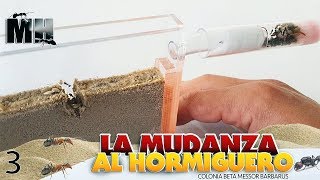 LAS NUEVAS HORMIGAS SE MUDAN AL HORMIGUERO DE ARENA  Hormigas Messor Barbarus [upl. by Saiasi]