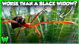 The Worst Spider Bites in the US Ranked [upl. by Kemble652]