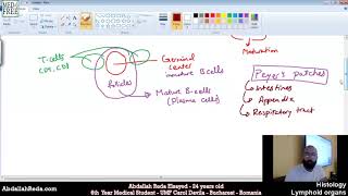 الحويصلات اللمفية Associated lymphoid tissues histology  عبد الله رضا MD  Rocademia روكاديميا [upl. by Ellehcear]