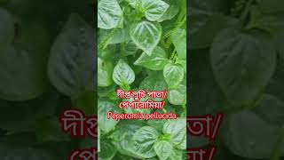 দীপ্ত লুচি পাতা🌿 পেপারোমিয়া🌷Peperomia pellucida💖 পেপারোমিয়া দীপ্তলুচিপাতা youtube [upl. by Luapleahcim803]