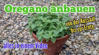 Oregano anbauen von der Aussaat bis zur Ernte Origanum vulgare [upl. by Olatha]