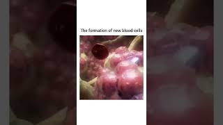 Hematopoiesis Formation of New Blood Cells rbc [upl. by Brannon]