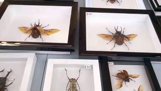 Framed Insect Art Victoria BC [upl. by Yadrahs]