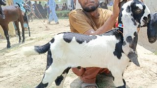 sahiwal Bakra TV sahiwal mandi update betal betal bakriyan aur bacche [upl. by Rednasela334]