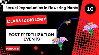 Post Fertilization Events  Class 12  Sexual Reproduction in Flowering Plants  Dhimans Biology [upl. by Stace12]