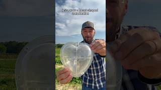 Heart shaped watermelon 🍉 watermelon gardenfun vegetablegardening [upl. by Nalak]