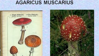 AGARICUS MUSCARIUS  ΑΝΤΙΜΕΤΩΠΙΣΗ ΟΞΕΩΝ ΚΑΤΑΣΤΑΣΕΩΝ ΜΕ ΟΜΟΙΟΠΑΘΗΤΙΚΗ [upl. by Catrina]