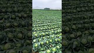 Beautiful Cabbage Farm Vegetables Satisfying video satisfying shortagriculturefarmer trending [upl. by Notnats]