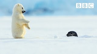 Polar bear cub is surprised by a seal  Snow Bears Preview  BBC One [upl. by Jorin648]