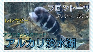 アフリカのアルカリ淡水湖の魚たち フロントーサ・レレウピー・ブリシャールディなど Omnivorous fish living in Africas alkaline lake [upl. by Ulrikaumeko]