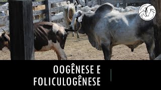 Oogênese e foliculogênese veterinária [upl. by Pillihp167]