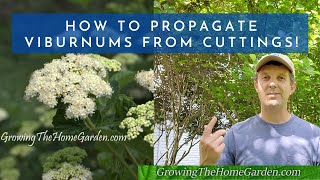 How to Propagate Viburnums from Cuttings Arrowwood Shasta Onondaga and Japanese Snowball [upl. by Haibot]