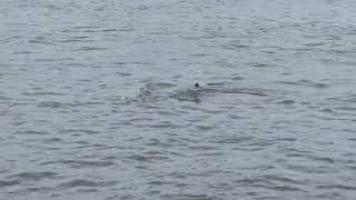 Shackleford Island Ferry ride Sept 2023 [upl. by Hengel]