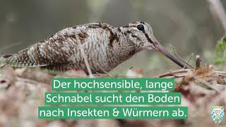 Was ist eigentlich die Waldschnepfe Fünf Fakten zu dem kleinen Vogel aus deutschen Wäldern [upl. by Annohs]