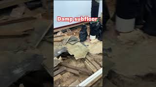 Damp amp moisture caused this subfloor to collapse and rotten always do a damp test before flooring [upl. by Emelun]