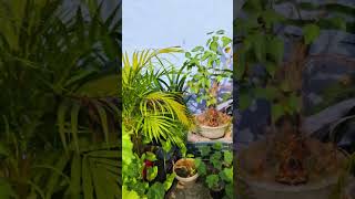 Terrace Palm Care Tips for Thriving Palms gardening palm garden gardeningtips greenthumb [upl. by Ytok]