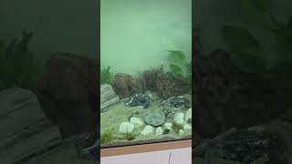 my 1st fish tank with live plants [upl. by Durning]