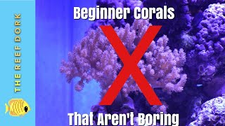 Top 7 Beginner Corals That Arent Boring [upl. by Rowe]