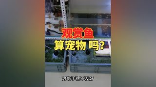 提到宠物会想到猫狗和仓鼠蜥蜴蛇等异宠，那观赏鱼算不算是宠物呢 夜鱼爱好 水族爱好者 热带鱼 观赏鱼 [upl. by Underwood]