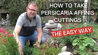 How to Take Persicaria affinis Superba Stem Cuttings  How to Propagate Persicaria affinis [upl. by Yhprum]