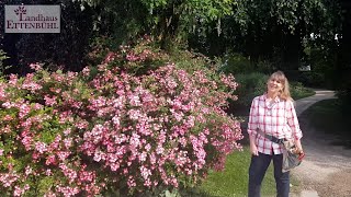 Lieblingsrosen  Hochblüte zum Greifen nah [upl. by Notgnirrac561]