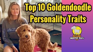 Goldendoodle Personalities and traits  Owning a Goldendoodle [upl. by Colpin]