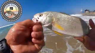 How to Surf Fish Yellowfin Croaker [upl. by Ennoira]