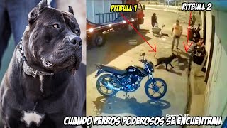 Pitbull vs Staffy Cuando perros Poderosos entran en Batalla [upl. by Enila815]