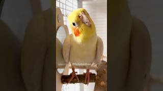 Cutest Thing Ever 🥰 cockatielscraze [upl. by Bergmans]