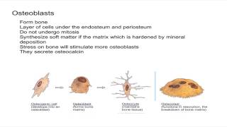 Osteogenic Cells and Osteoblasts [upl. by Laram]