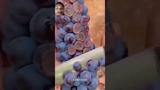 fruit grapegrowing satisfying wine garba music song youtubevideo [upl. by Coumas]