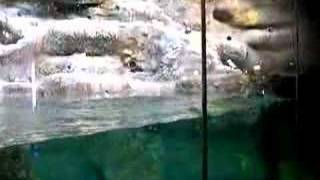 Puffin Diving  NC Zoo [upl. by Mcripley54]