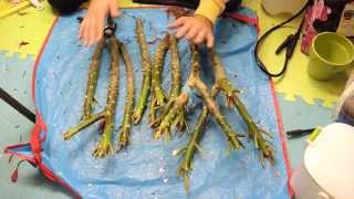 Overwintering Plumeria seedlings and Preparing cuttings [upl. by Lairea882]