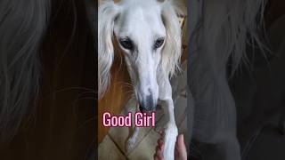 Clever Saluki saluki doglovers sighthound dogshorts dogsofinstagram [upl. by Brita]