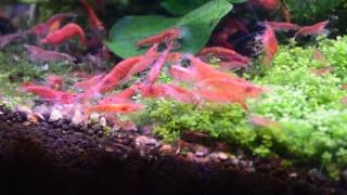 21  Krewetka Red Cherry Neocaridina Davidi Var Red [upl. by Reinold]