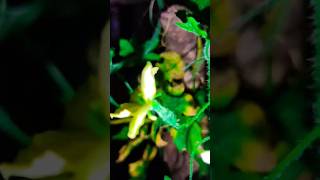 చిట్టి కాకర కాయ🌿karela ka paudha bittergourd nature organic originalvideovegetables gardenyt [upl. by Attesor97]