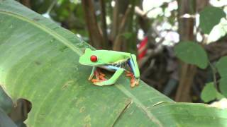 Frog waving [upl. by Bertrand]